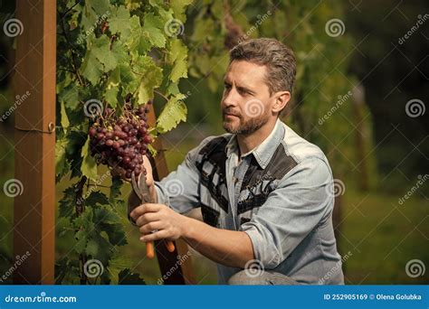 Concentrated Winegrower On Grape Farm Man Harvester On Summer Harvest