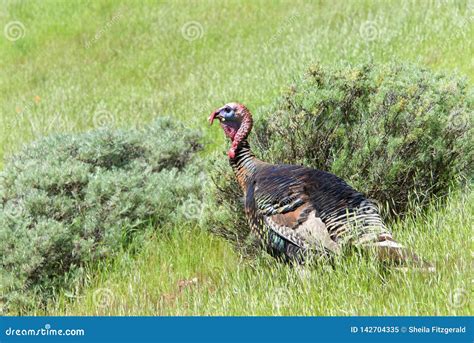 Juvenile Wild Turkey In A Field Stock Image Image Of Avian Standing