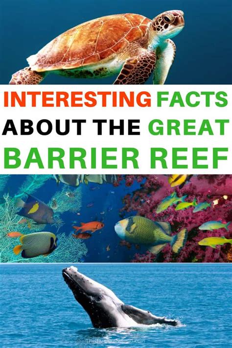 Great Barrier Reef Sea Turtle Facts