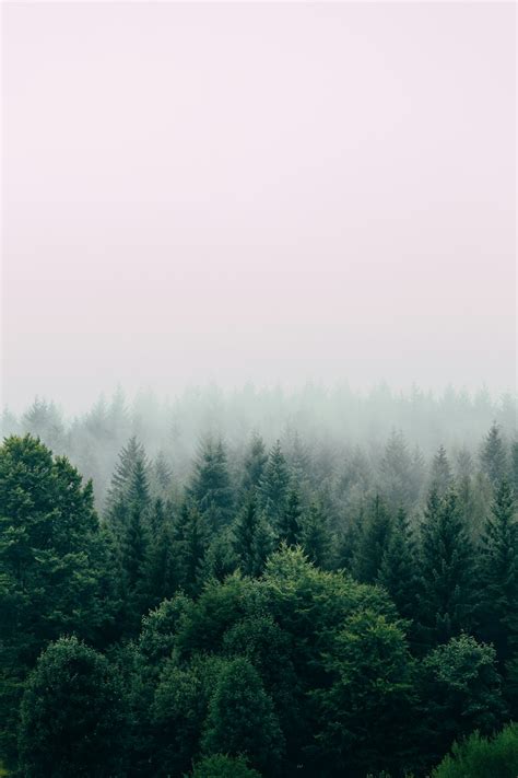 Forest Wallpapers Free Hd Download 500 Hq Unsplash