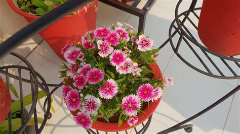 How To Grow And Care Dianthus Plant Beautiful Winter