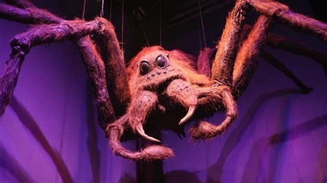 One For The Web New Spider Species Named For ‘harry Potter Arachnid
