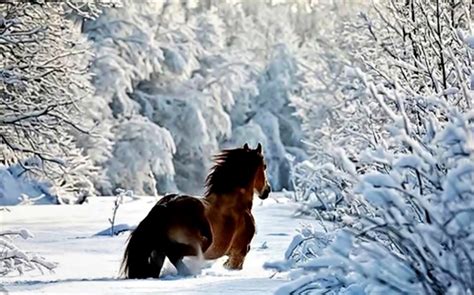 Winter Horses Pictures Wallpaper Wallpapersafari