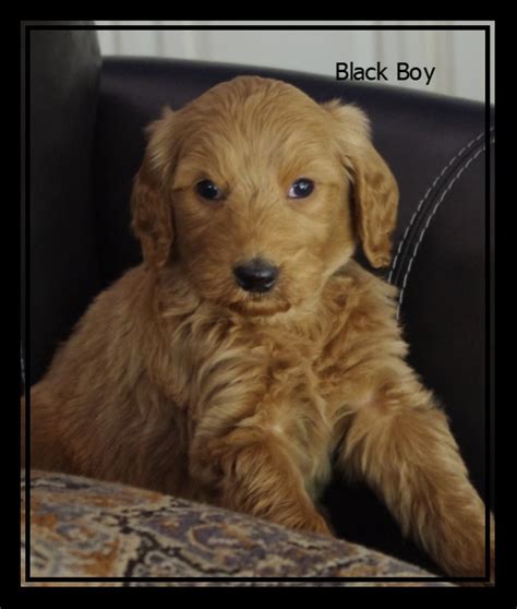 Thank you for taking a peek at northstar labradoodles! Australian Labradoodle Puppies Available | Ashford Manor ...