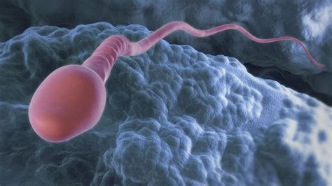 Uk Facing Major Sperm Shortage Bbc News
