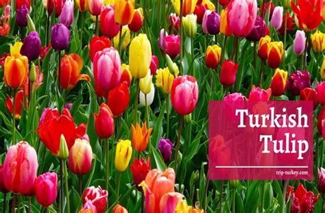 National Flower Of Turkey Turkish Tulips Trip Turkey