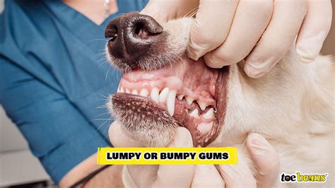 Healthy Vs Unhealthy Dog Gums And What To Look For Toe Beans