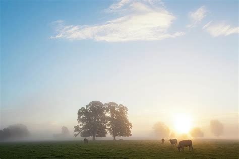 Tree At Sunrise Usk Valley South Photograph By Peter Adams