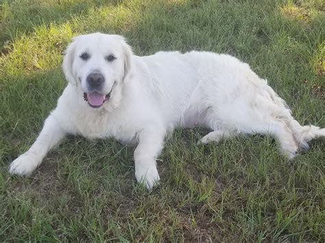 He's also learned a lot of english words and learns very fast, like the second try. Girls ⋆ Texas Rose English Goldens | Texas Based English ...