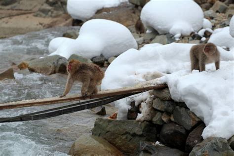100 Japanese Macaque Monkey Anger Japan Stock Photos Pictures