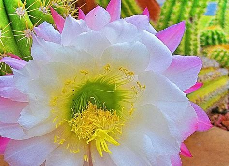 White Saguaro Cactus Blossom Arizonas State Flower That Is So
