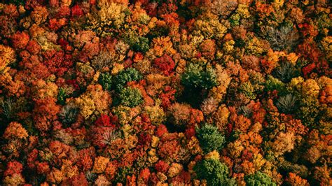 Download Wallpaper 1920x1080 Forest Aerial View Trees Autumn