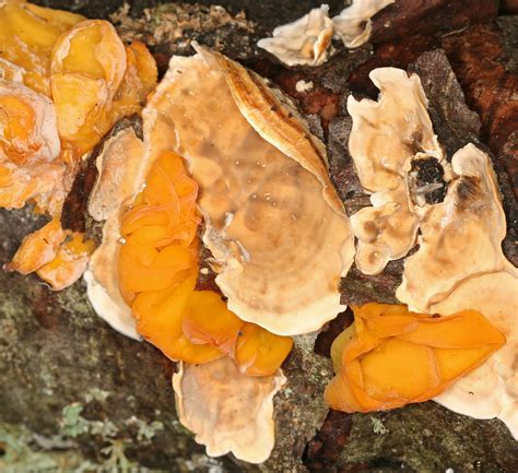Orange Fungus And False Turkey Tail Stereum Hirsutum Flickr