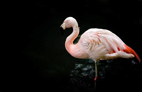 Flamingo Full Hd Wallpaper And Background Image 2048x1332 Id377269