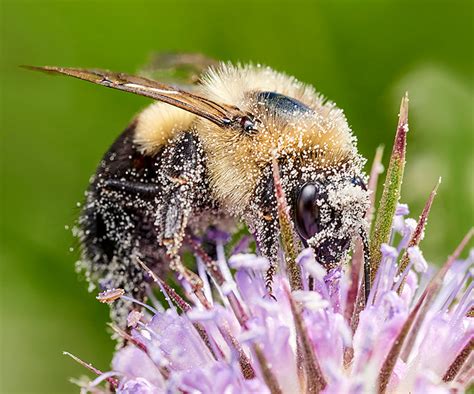 Six Facts About Pollinators You Wont Bee Lieve New Trail