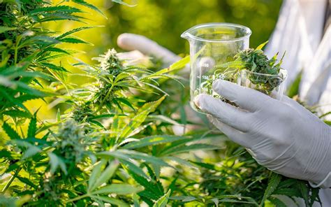 Onu Reconoce Propiedades Medicinales Del Cannabis
