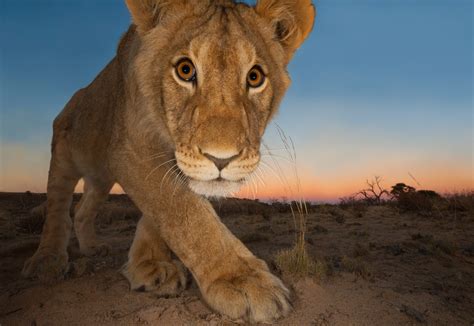 World's Best Wildlife Photography of the Year - UrbanMoms
