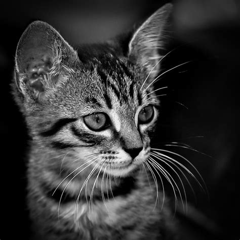 Royalty Free Photo Grayscale Photo Of Tabby Kitten Pickpik