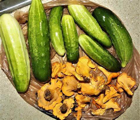 Vegans Living Off The Land Cucumber Harvest Chanterelle Mushroom