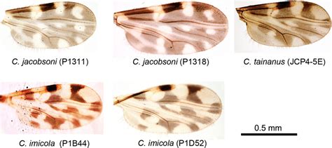 Wings Of The Five Specimens Of Culicoides Found To Be Infected With