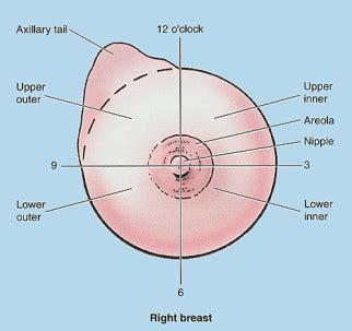 Features of the quadrants of the breast. 10 Four Quadrants of the breast retrieved on February 16 ...