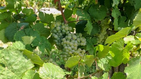 Riesling Grape Variety In Late Summer With Grapes Ripening Growing In