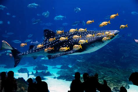 Whether you're looking to add a custom aquarium or pond to your home or business, aquaman, inc. Whale Shark at Georgia Aquarium in Atlanta. Original image from Carol .. | Free public domain ...