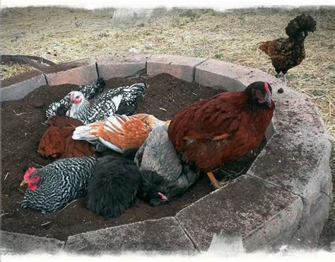 I wouldn't recommend using cat litter to make a dust bath for your chickens. Dust Bath Ideas for Your Chickens | The Owner-Builder Network