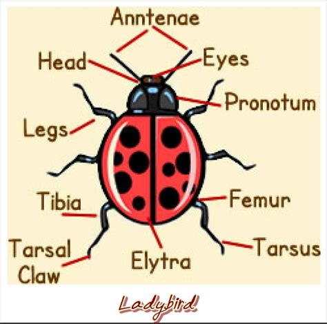 125 name of human body parts of male and female in english and nepali with picture this post is about 125 name of body parts in english, roman, and nepali language. Bloggang.com : dreamdodee : แมลงเต่าทอง (Lady Bird)