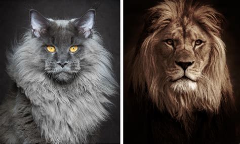 10 Domestic Cats That Look Like Wild Cats