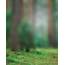 Forest Full Blur Background With White Foggy Effect 64