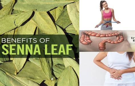 Senna Leaf Definition Benefits How To Prepare Tea And More
