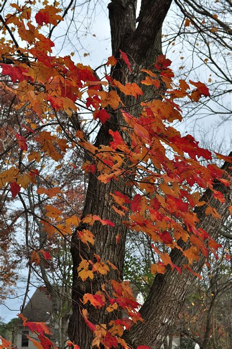 Autumn Seasonal Tree Free Image Download