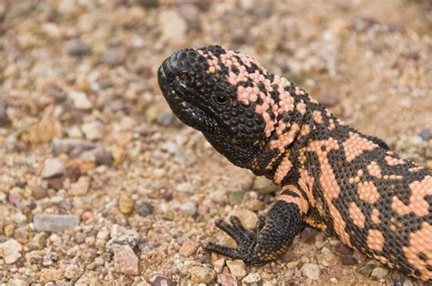 California Lizards Identification And Full Guide