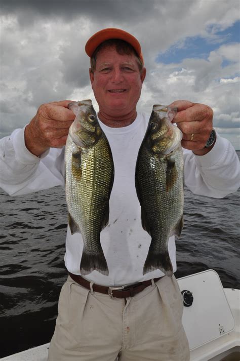 White Perch Are Lake Waccamaws Summer Sensations Learn How To Catch Them