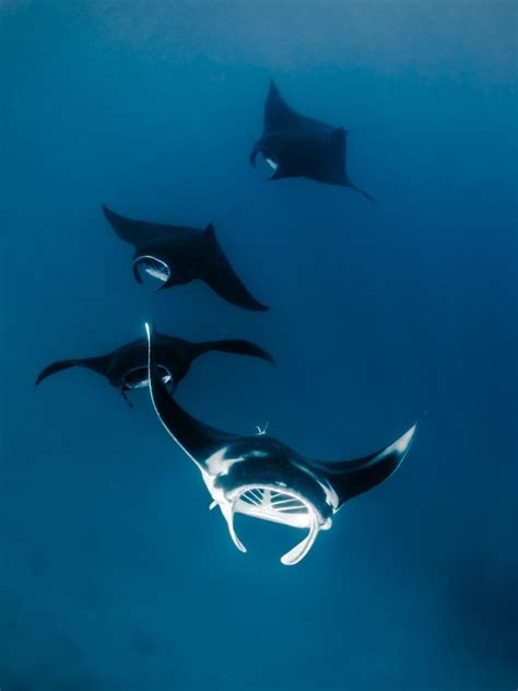 Photos A Sanctuary For Enormous Majestic Manta Rays Wired