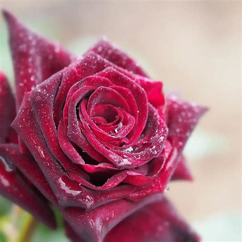 Top 10 Most Beautiful Roses In The World