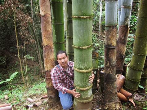 Dendrocalamus Giganteus Thailand The Biggest Giant Bamboo In