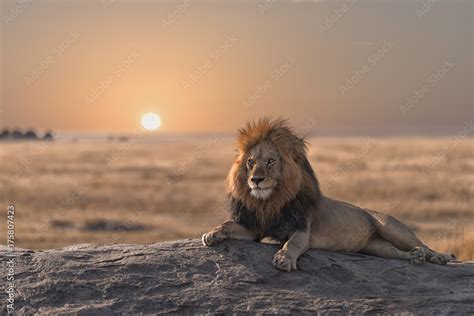 A Male Lion Is Sitting On The Top Of The Rock Looking For His Area He Looks So Gorgeous