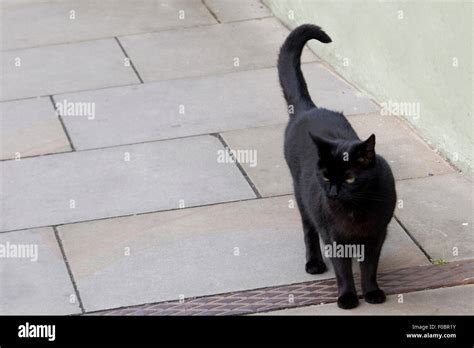 Black Cat Standing On A Pavement Stock Photo Alamy