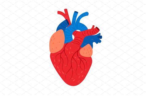 Anatomical Heart Cartoon Icon Graphic Objects Creative Market