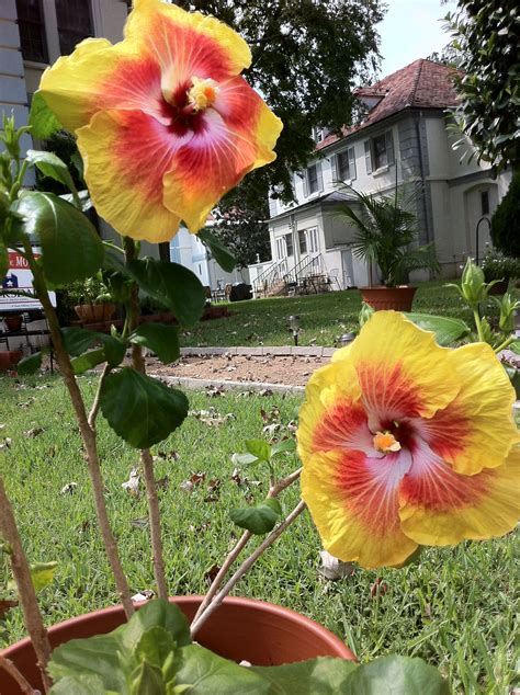 Hibiskiss Spin The Bottle Hibiscus Hibiscus Spin The Bottle Plants