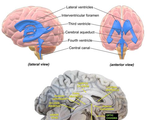 Ventricles Of The Brain