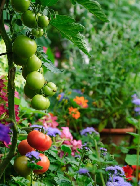 Grow Your Own Vegetables Everything About Garden