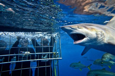 Shark Cage Diving Kzn Shark Cage Diving South Coast Shark Diving In