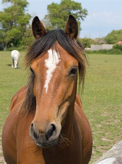Horse Pony Head · Free Photo On Pixabay