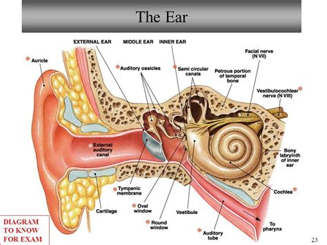48 Toll Sammlung Inner Ear Structure And Function Ear Structure