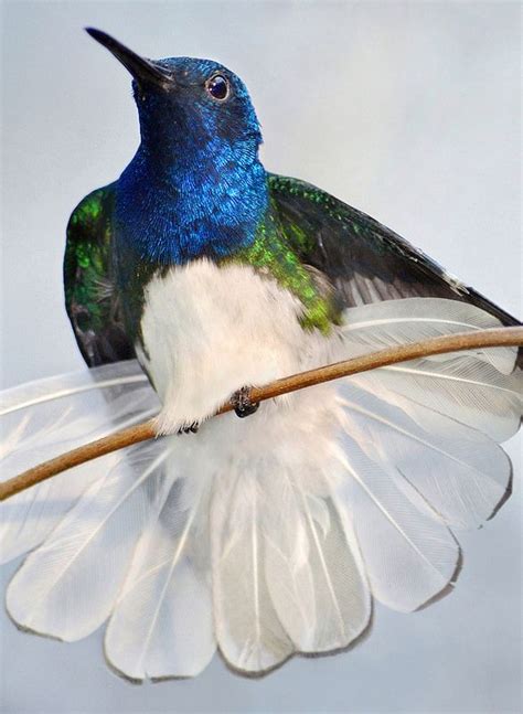 1000 Images About Birds Of A Feather On Pinterest