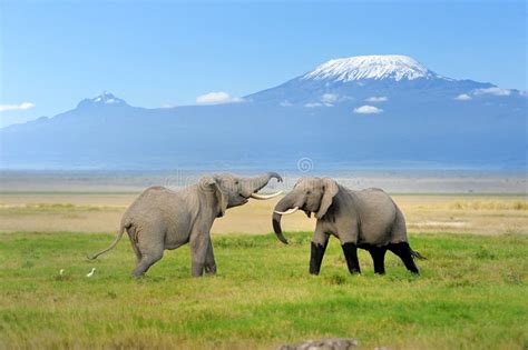 Elephant With Mount Kilimanjaro Stock Image Image Of Landscape High