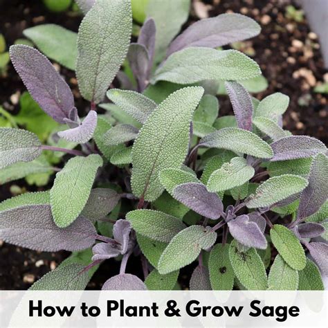 Growing Sage The Complete Guide To Planting And Growing Sage